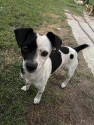 Found/Stray Male Dog last seen Panama lane and union, Bakersfield, CA 93307