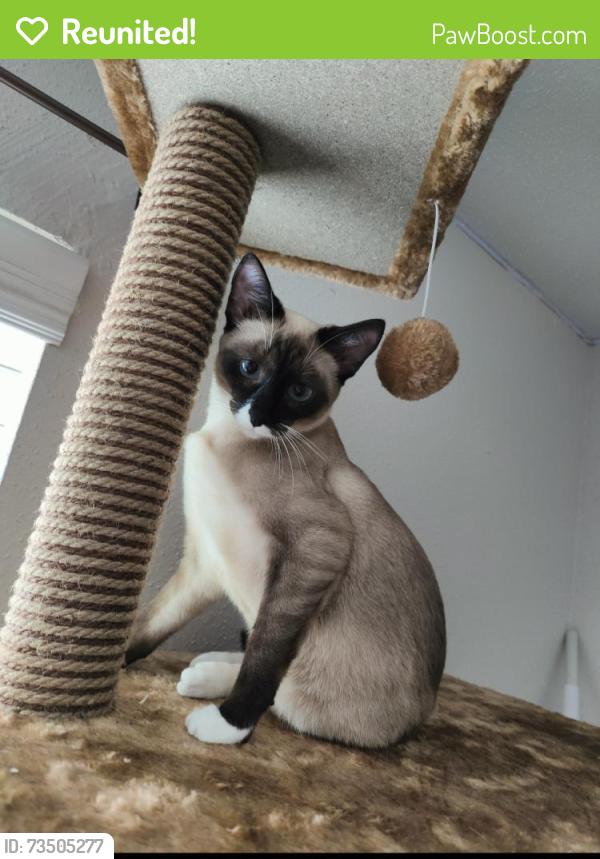 Reunited Female Cat last seen Near S Cherry St, Tomball, TX 77375, USA, Tomball, TX 77375
