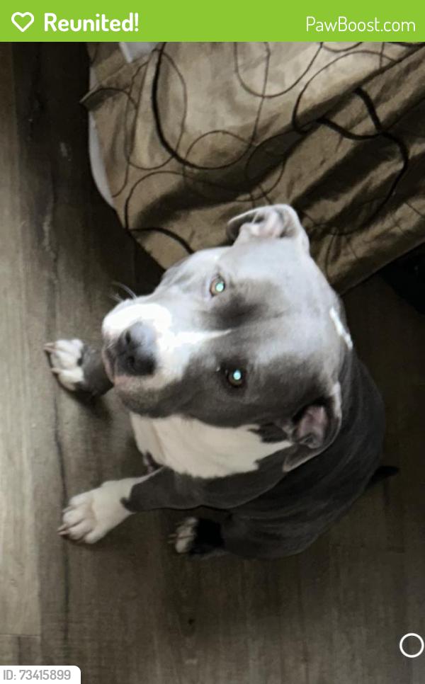 Reunited Female Dog last seen N Detroit, Portland, OR 97217