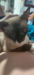 Reunited Female Cat last seen Crossing at Cherry, Tomball, TX 77375