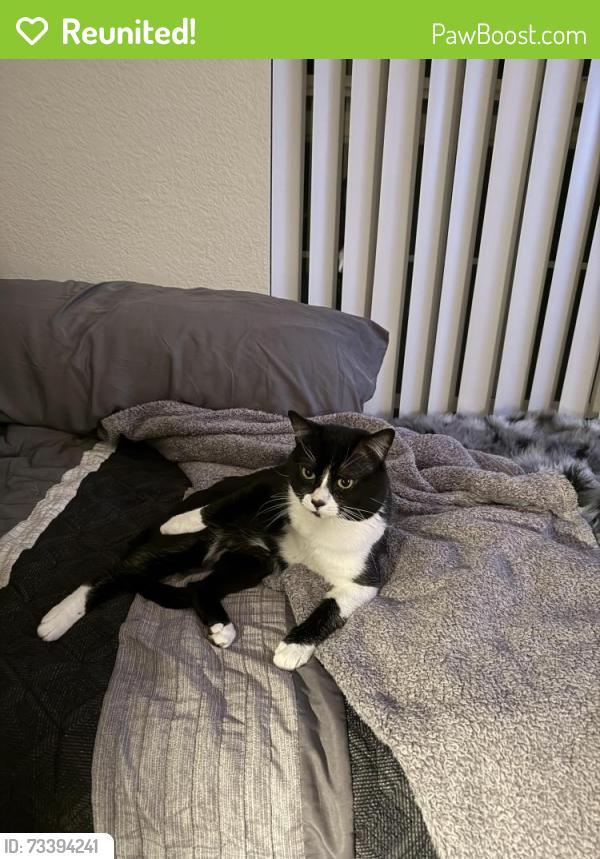 Reunited Male Cat last seen Near Redmond Dr, Longmont, Colorado 80503, Longmont, CO 80503