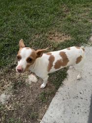 Found/Stray Female Dog last seen Panama lane and union, Bakersfield, CA 93313