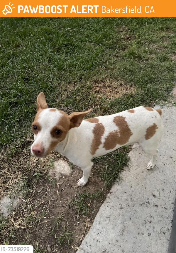 Found/Stray Female Dog last seen Panama lane and union, Bakersfield, CA 93313