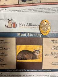 Lost Male Cat last seen Geranium Lane, Sanford, FL 32771