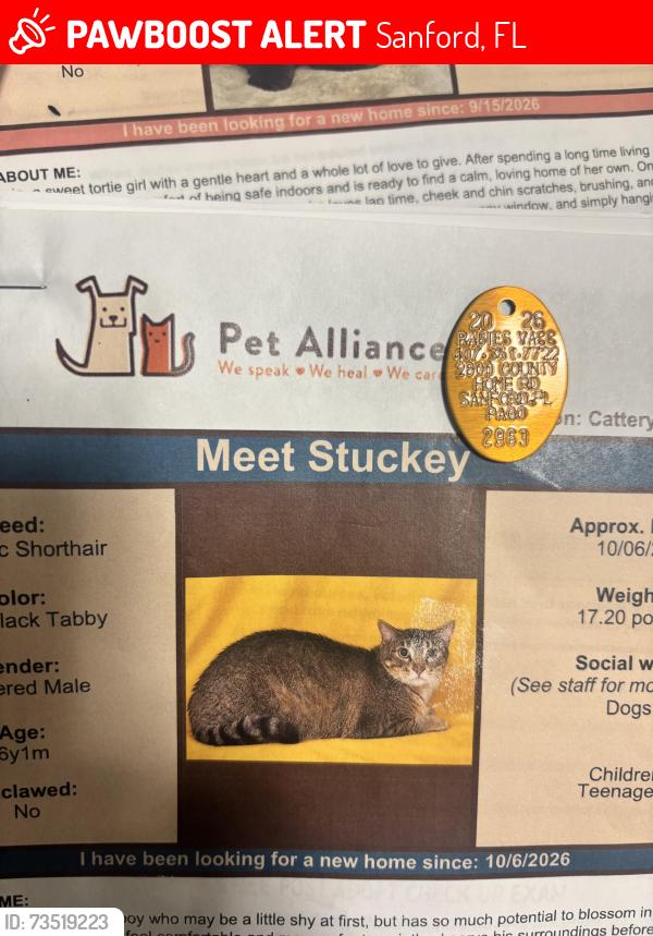 Lost Male Cat last seen Geranium Lane, Sanford, FL 32771