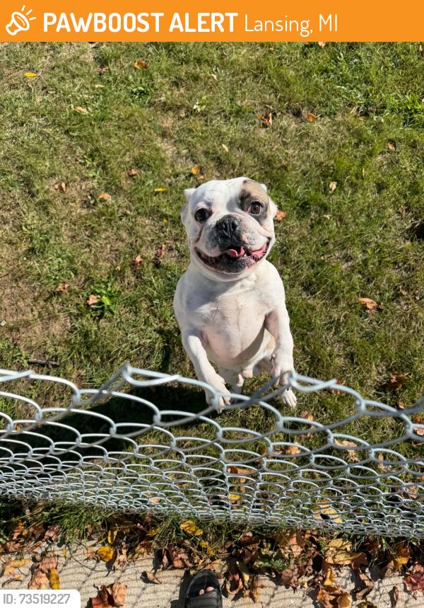 Found/Stray Unknown Dog last seen Near w jolly Rd, Lansing, MI 48910
