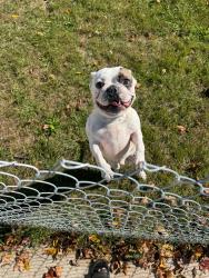 Found/Stray Unknown Dog last seen Near w jolly Rd, Lansing, MI 48910