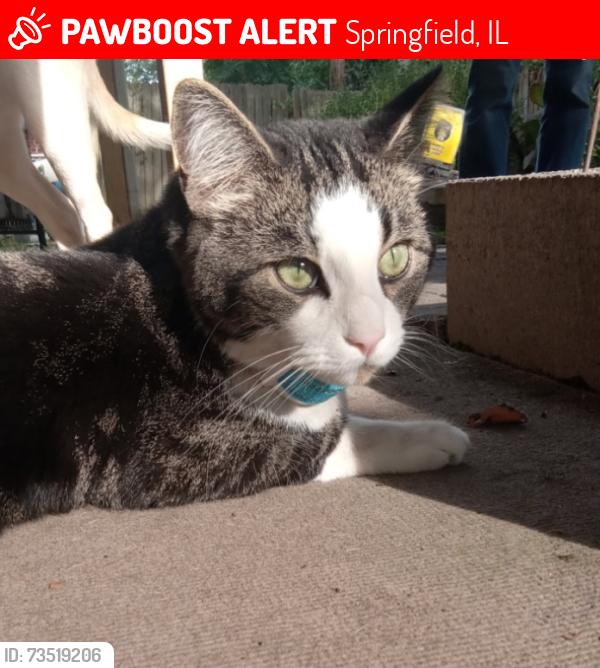 Lost Male Cat last seen Harvard Park neighborhood, Springfield, IL 62703