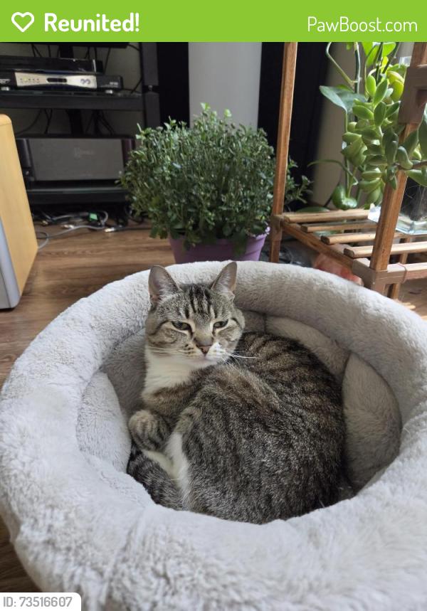 Reunited Female Cat last seen Near 634, Calgary, AB T3B 2H8
