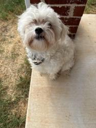 Reunited Male Dog last seen May Ave & 178th, Oklahoma City, OK 73012