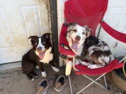 Reunited Male Dog last seen Near Berry dr, Cleburne, TX 76033