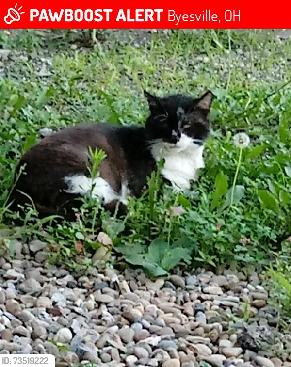 Lost Male Cat last seen S 5th St & Main St, Byesville, OH 43723