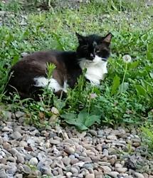 Lost Male Cat last seen S 5th St & Main St, Byesville, OH 43723