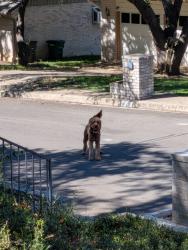 Found/Stray Unknown Dog last seen Custer Pass St in Hidden Forest, San Antonio, TX 78232