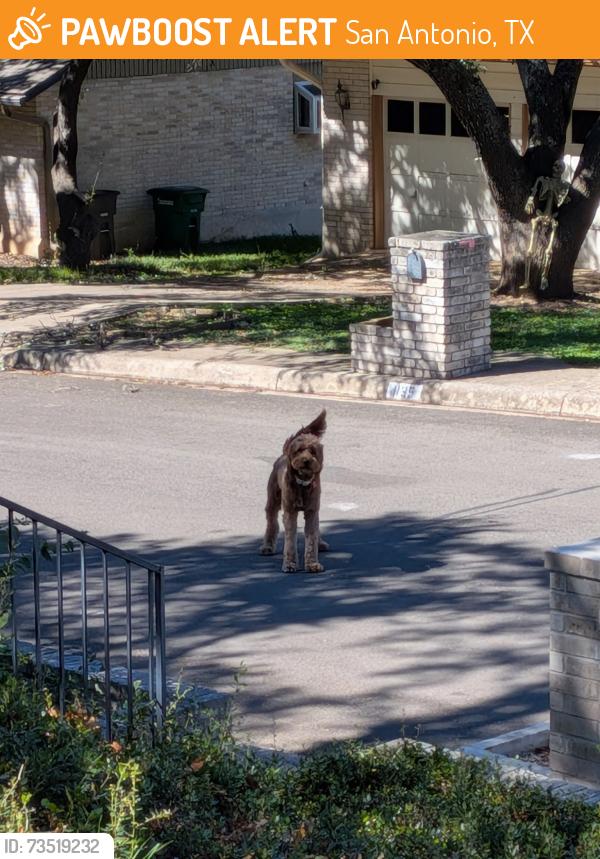 Found/Stray Unknown Dog last seen Custer Pass St in Hidden Forest, San Antonio, TX 78232