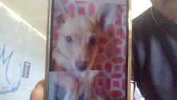 Lost Male Dog last seen couny lane Hermosa Dr., Chaparral, NM 88081