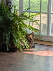 Lost Female Cat last seen Bumblebee hollow and winding hill rds, Mechanicsburg, PA 17055