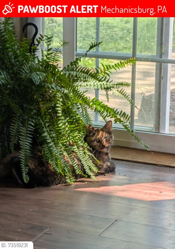 Lost Female Cat last seen Bumblebee hollow and winding hill rds, Mechanicsburg, PA 17055
