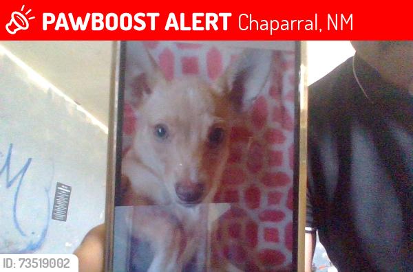 Lost Male Dog last seen couny lane Hermosa Dr., Chaparral, NM 88081