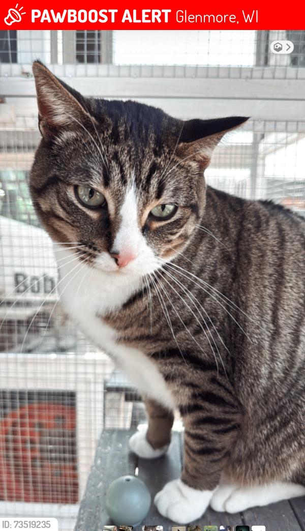 Lost Male Cat last seen Little apple road, Glenmore, WI 54208
