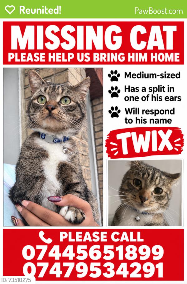Reunited Male Cat last seen Waghorn Street Peckham, Greater London, England SE15 4LA