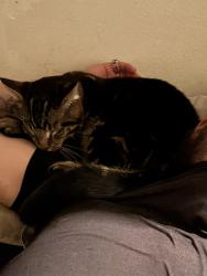 Lost Male Cat last seen Maplelane, Berryhill shopping center, beavercreek rd, Oregon City, OR 97045