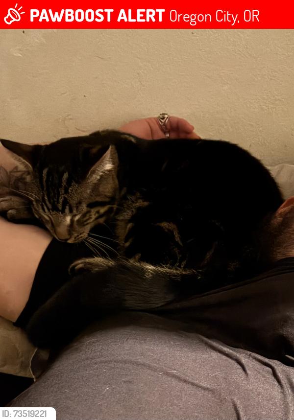 Lost Male Cat last seen Maplelane, Berryhill shopping center, beavercreek rd, Oregon City, OR 97045