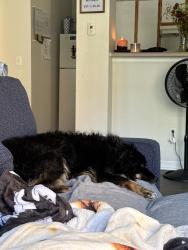 Reunited Male Dog last seen Us 36, Avon, IN 46123