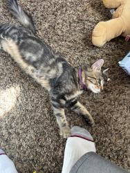 Found/Stray Female Cat last seen Near e 500 s, Santaquin, UT 84655