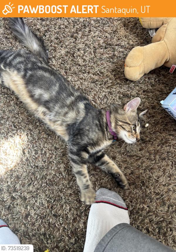 Found/Stray Female Cat last seen Near e 500 s, Santaquin, UT 84655