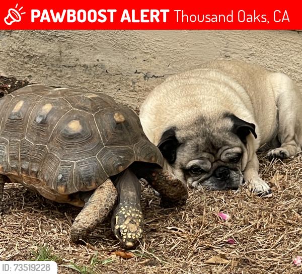 Lost Male Reptile last seen silver Spur Court, Thousand Oaks, CA 91360