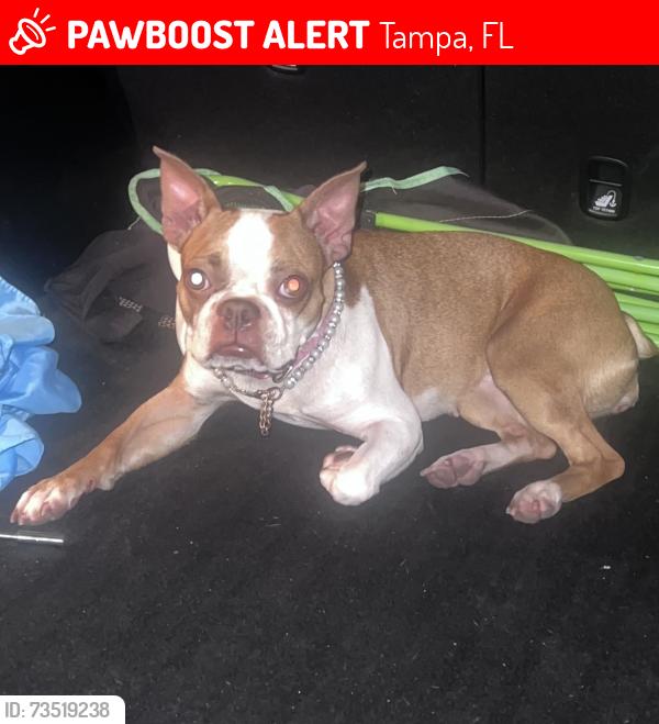 Lost Female Dog last seen Near Memorial Hwy, Tampa, FL 33615, Tampa, FL 33615
