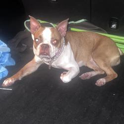 Lost Female Dog last seen Near Memorial Hwy, Tampa, FL 33615, Tampa, FL 33615