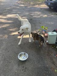 Found/Stray Unknown Dog last seen Floyd Drive, Smyrna, GA 30082