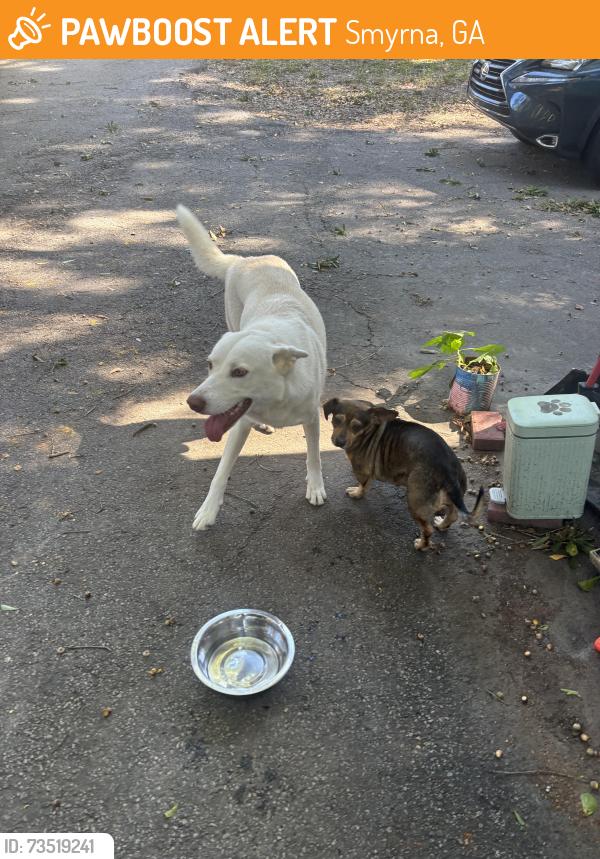 Found/Stray Unknown Dog last seen Floyd Drive, Smyrna, GA 30082