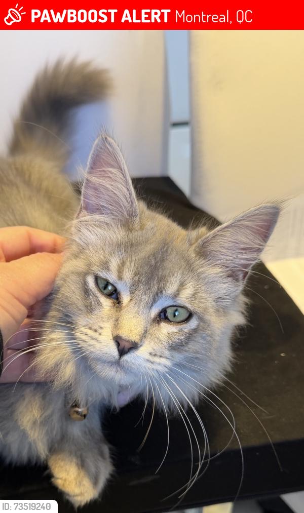 Lost Female Cat last seen Parc-Extension, Montreal, QC H3N 1K2