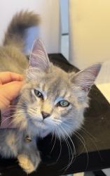 Lost Female Cat last seen Parc-Extension, Montreal, QC H3N 1K2