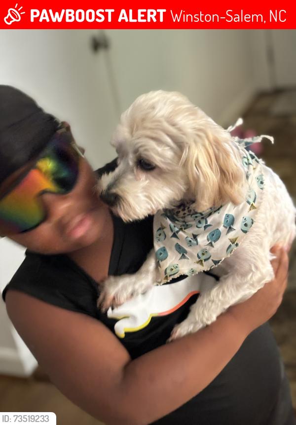 Lost Male Dog last seen Peters creek, Winston-Salem, NC 27127