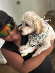 Lost Male Dog last seen Peters creek, Winston-Salem, NC 27127
