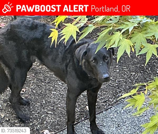 Lost Male Dog last seen Flavel, Portland, OR 97206