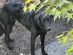 Lost Male Dog last seen Flavel, Portland, OR 97206