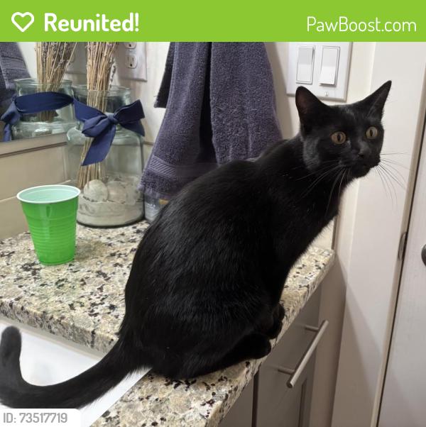 Reunited Female Cat last seen Trident Ave and McMillan, Meridian, ID 83646