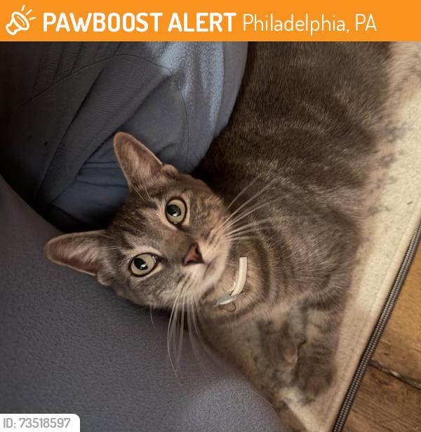 Found/Stray Female Cat last seen Norris, Philadelphia, PA 19125