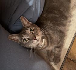 Found/Stray Female Cat last seen Norris, Philadelphia, PA 19125