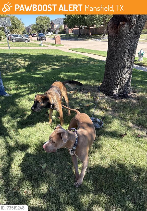 Found/Stray Unknown Dog last seen Rock Meadow, Mansfield, TX 76063