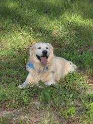 Reunited Male Dog last seen Near Derringer Rd, Jacksonville, FL 32225, USA, Jacksonville, FL 32225