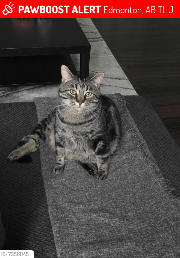 Lost Male Cat last seen Near Ave NW and 123 St NW across from Chalmers Park, Edmonton, AB T5L 0J7