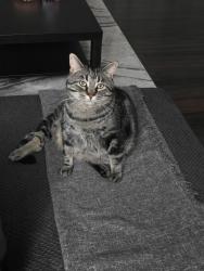 Lost Male Cat last seen Near Ave NW and 123 St NW across from Chalmers Park, Edmonton, AB T5L 0J7