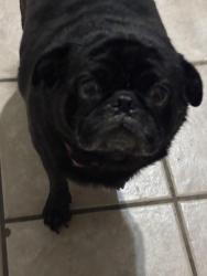 Reunited Male Dog last seen Old lorena road and summer harvest, Lorena, TX 76655