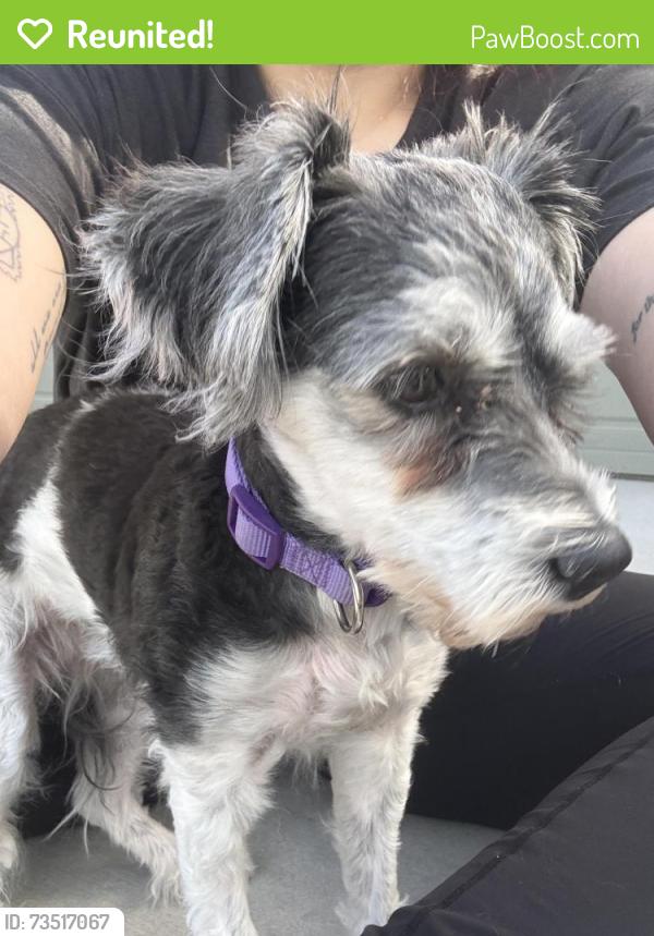 Reunited Female Dog last seen Ventana Ranch community off Broadway and Watson, Buckeye, AZ 85326